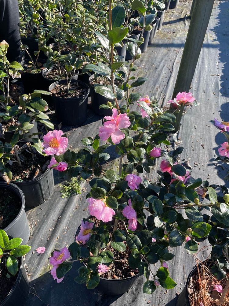 camellia-sasanqua-cleopatra-autumn-camellia