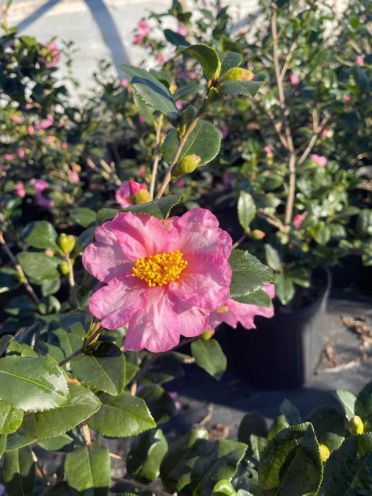 camellia-sasanqua-cleopatra-autumn-camellia