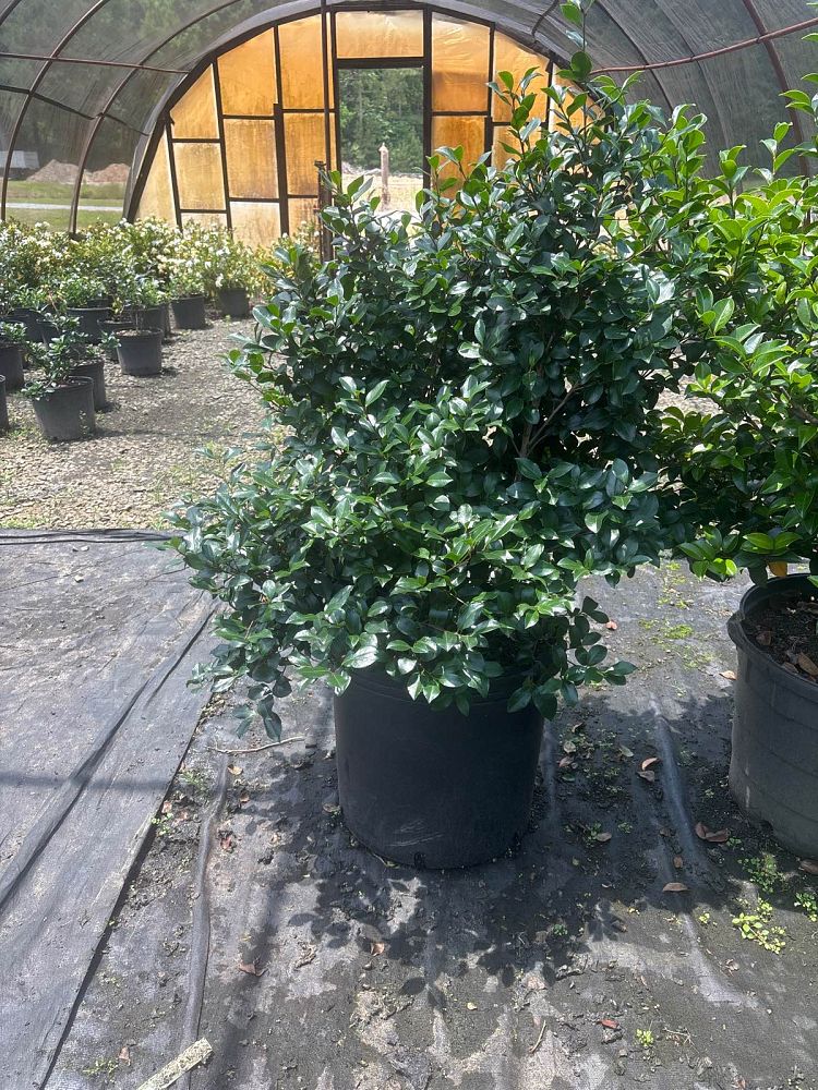 camellia-sasanqua-cleopatra-autumn-camellia