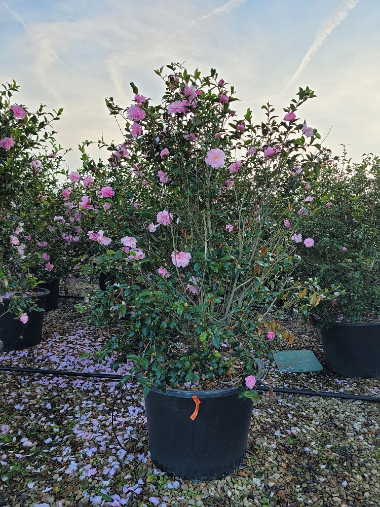 camellia-sasanqua-cotton-candy-autumn-camellia