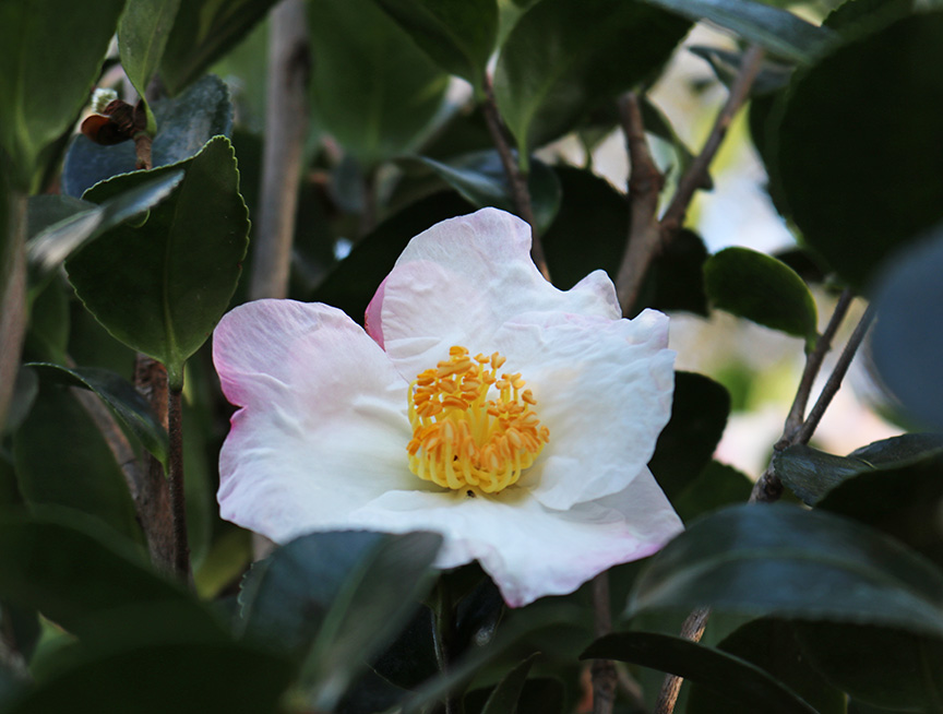 camellia-sasanqua-daydream-autumn-camellia