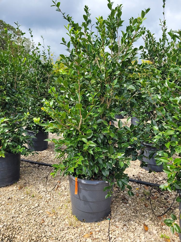 camellia-sasanqua-dream-weaver