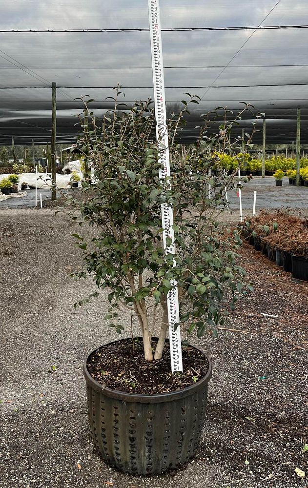 camellia-sasanqua-gay-baby-autumn-camellia