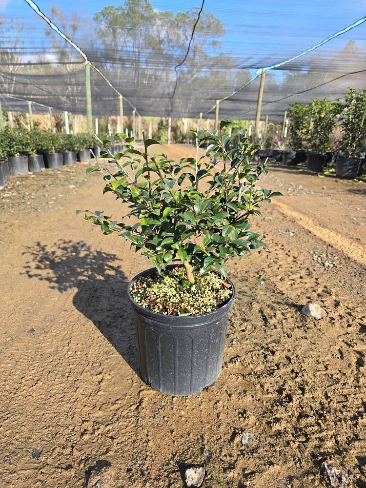 camellia-sasanqua-green-02-003-october-magic-reg-ruby-trade-camellia