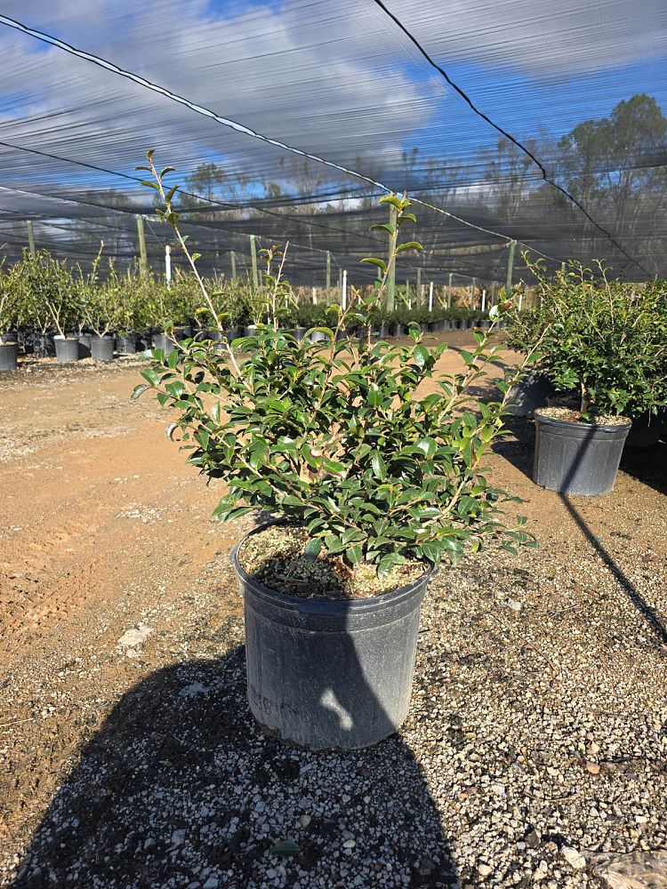 camellia-sasanqua-green-02-003-october-magic-reg-ruby-trade-camellia