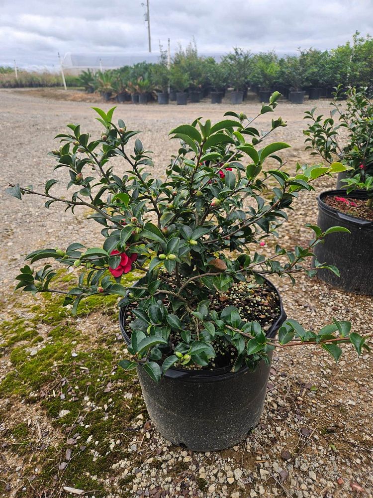 camellia-sasanqua-green-02-003-october-magic-reg-ruby-trade-camellia