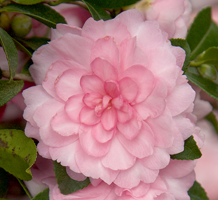 camellia-sasanqua-green-03-016-october-magic-pink-perplexion-camellia