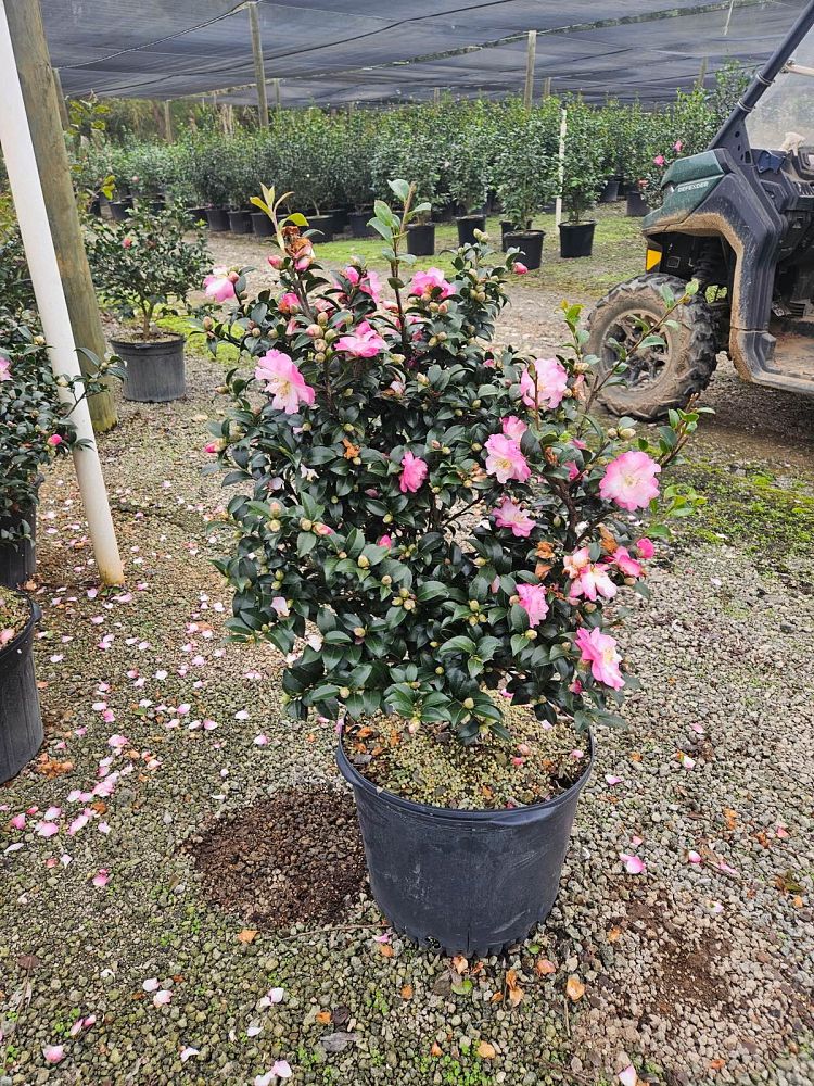 camellia-sasanqua-green-94-035-october-magic-reg-orchid-trade-camellia