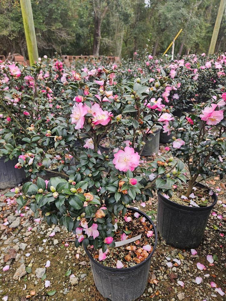 camellia-sasanqua-green-94-035-october-magic-reg-orchid-trade-camellia