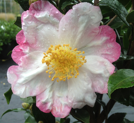camellia-sasanqua-hana-jiman-autumn-camellia