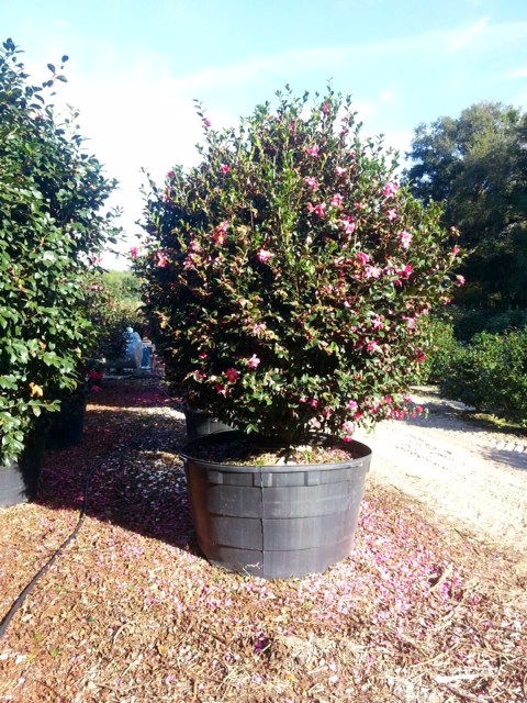 camellia-sasanqua-kanjiro-autumn-camellia