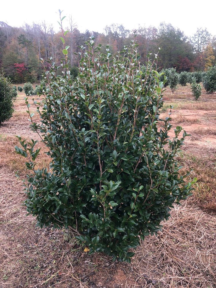 camellia-sasanqua-kanjiro-autumn-camellia
