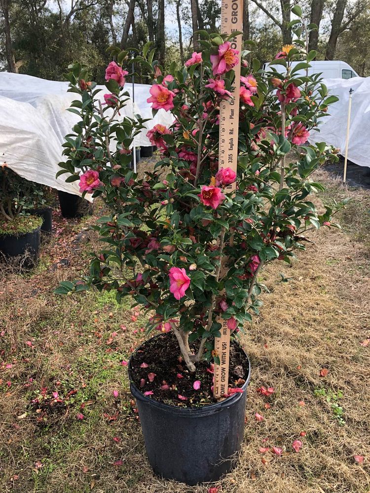 camellia-sasanqua-kanjiro-autumn-camellia
