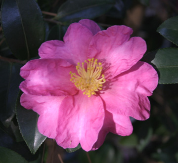 camellia-sasanqua-kanjiro-autumn-camellia