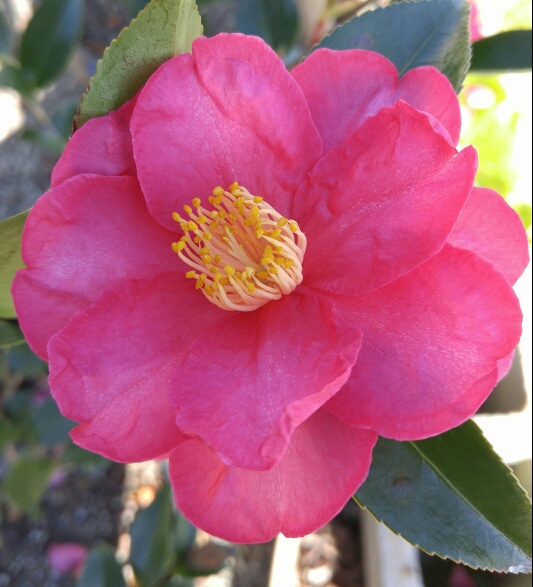 camellia-sasanqua-kanjiro-autumn-camellia