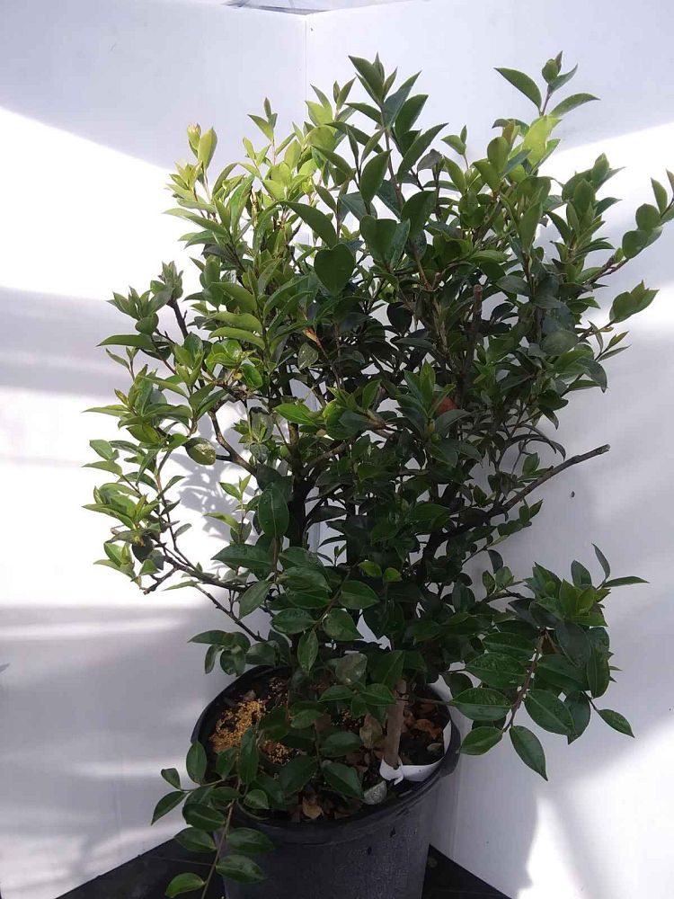 camellia-sasanqua-kanjiro-autumn-camellia