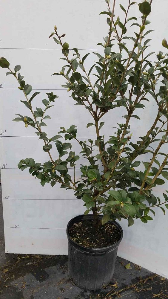camellia-sasanqua-kanjiro-autumn-camellia