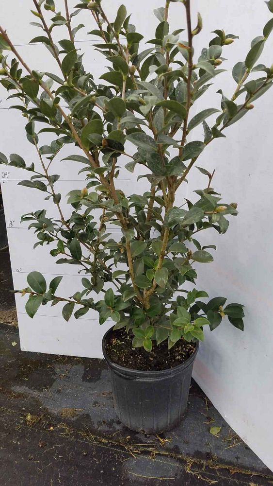 camellia-sasanqua-kanjiro-autumn-camellia
