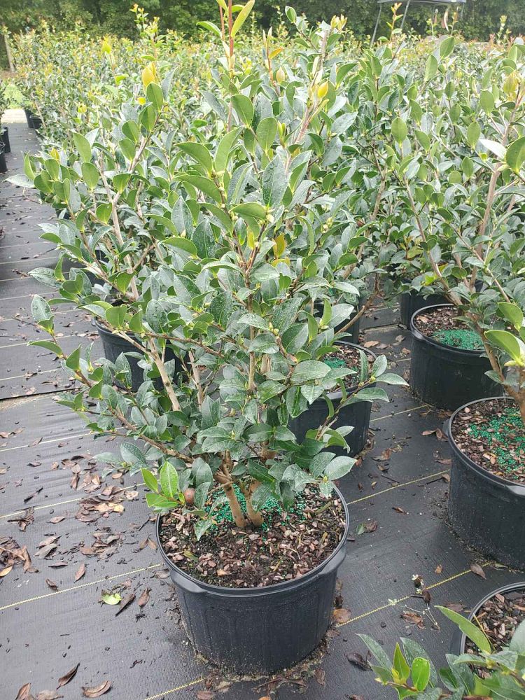 camellia-sasanqua-kanjiro-autumn-camellia
