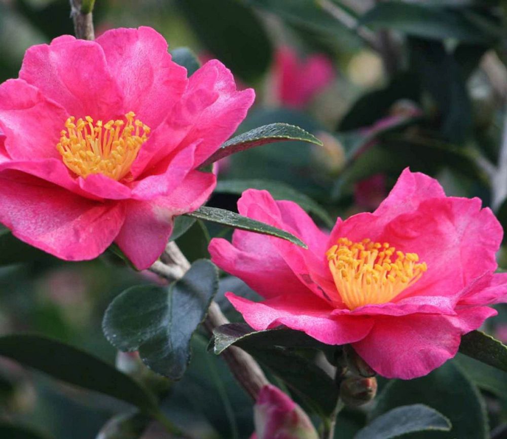 camellia-sasanqua-kanjiro-autumn-camellia