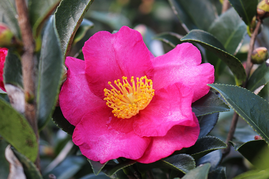 camellia-sasanqua-kanjiro-autumn-camellia