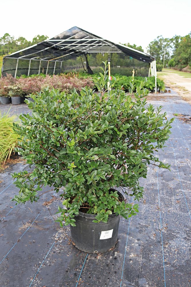 camellia-sasanqua-kanjiro-autumn-camellia