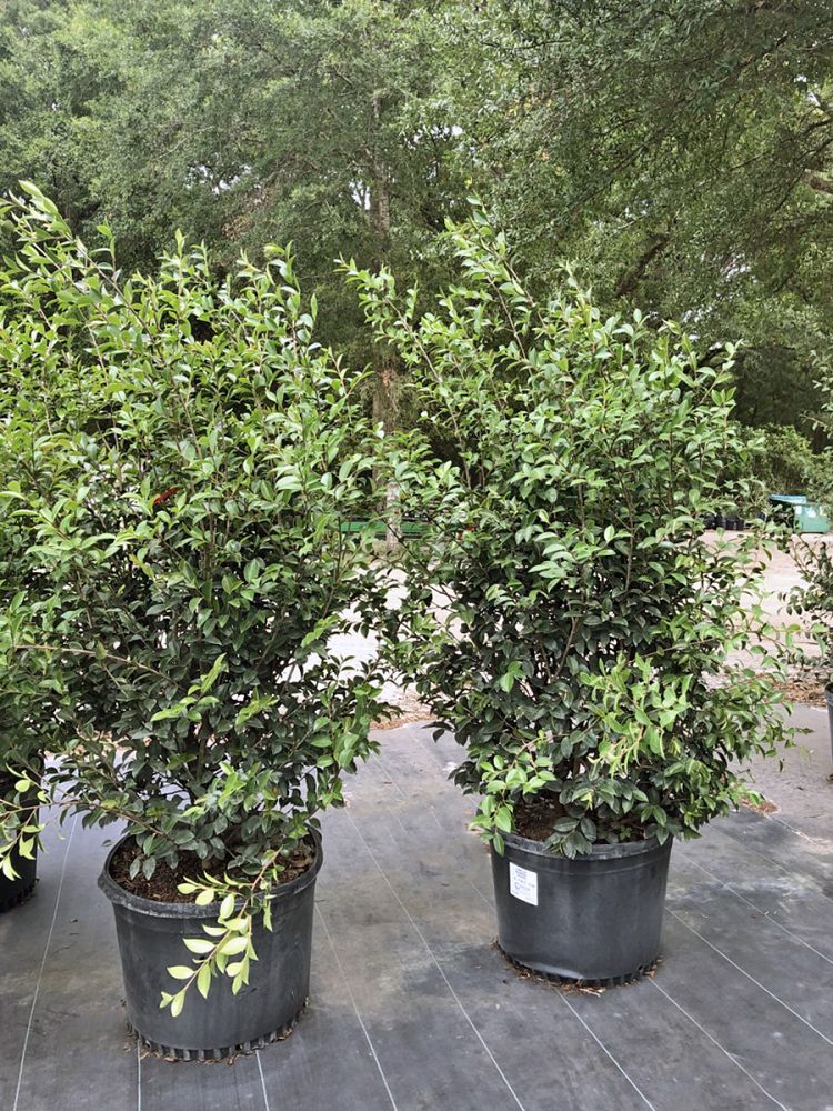 camellia-sasanqua-kanjiro-autumn-camellia