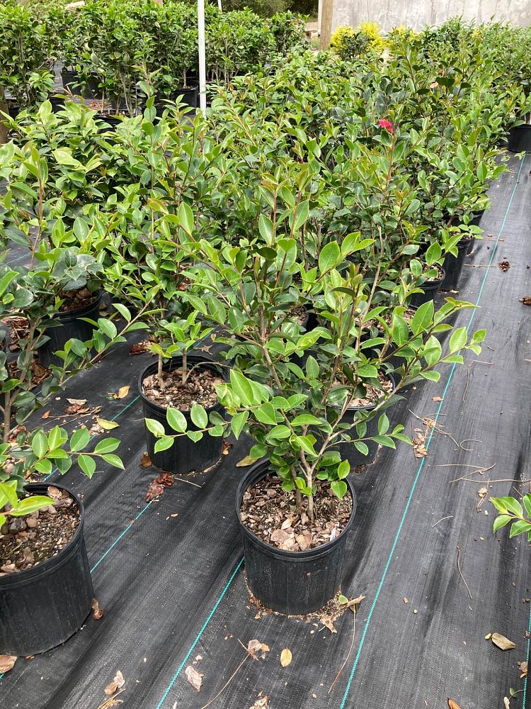 camellia-sasanqua-kanjiro-autumn-camellia