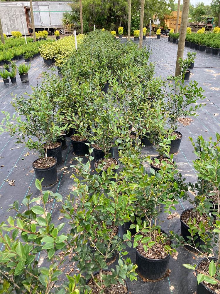camellia-sasanqua-kanjiro-autumn-camellia