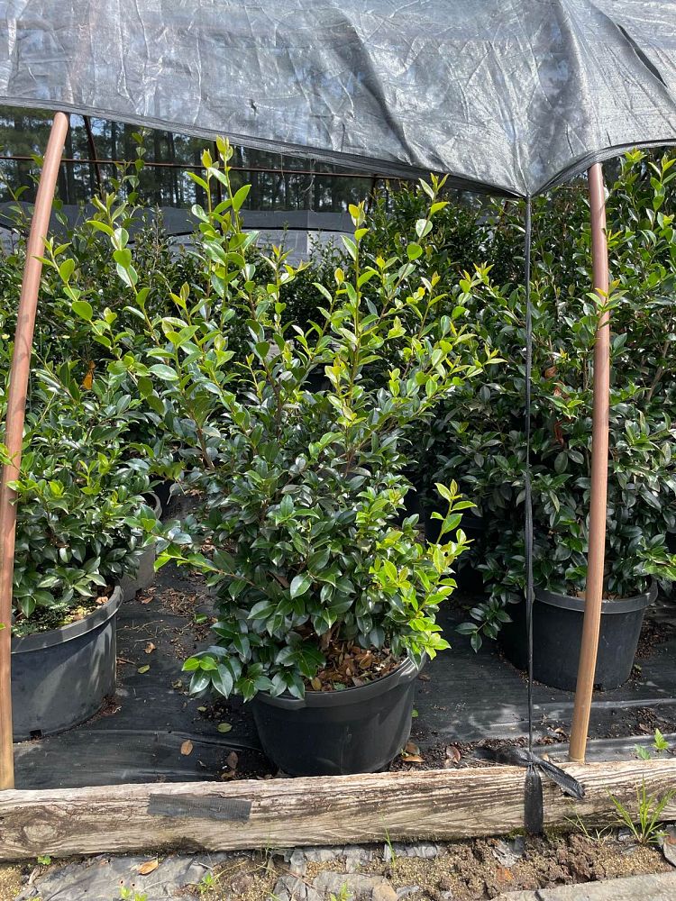 camellia-sasanqua-kanjiro-autumn-camellia