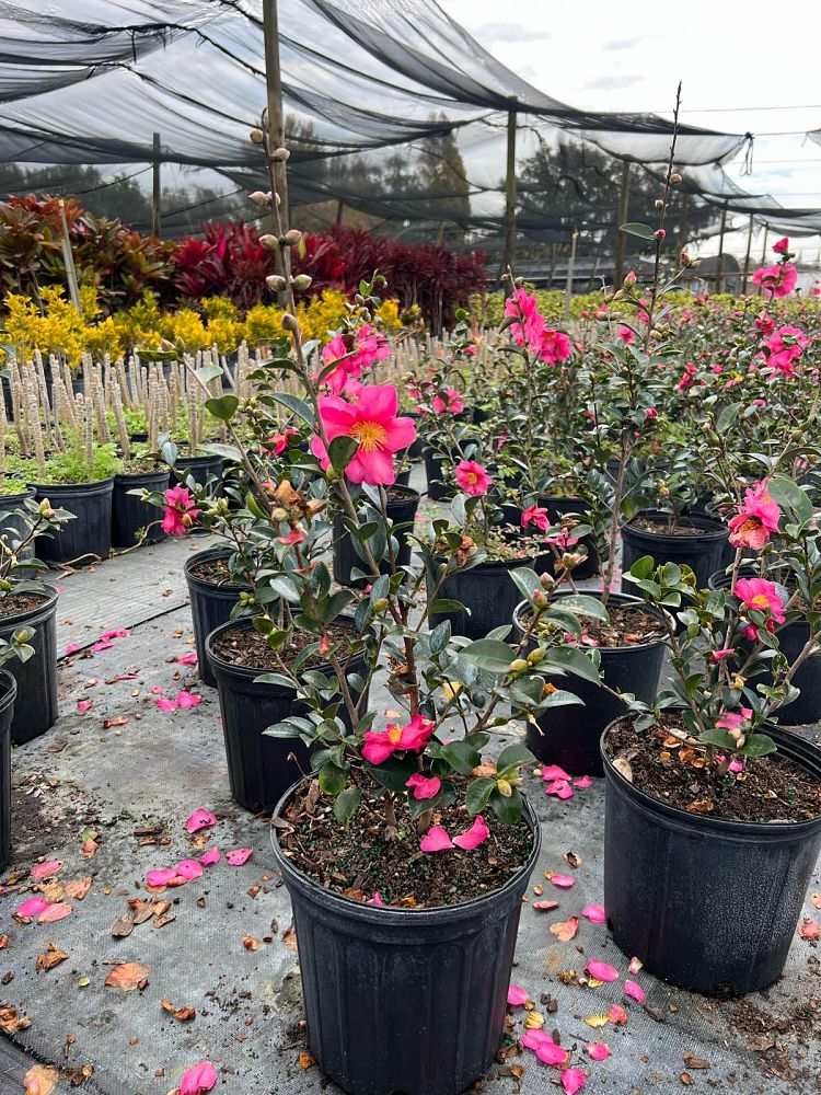 camellia-sasanqua-kanjiro-autumn-camellia