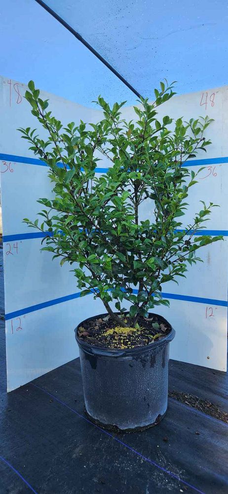 camellia-sasanqua-kanjiro-autumn-camellia