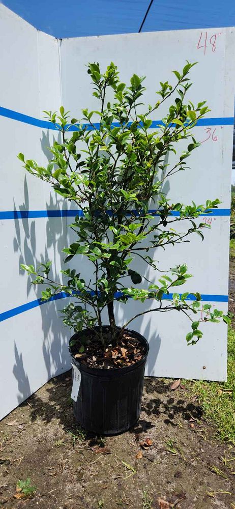 camellia-sasanqua-kanjiro-autumn-camellia