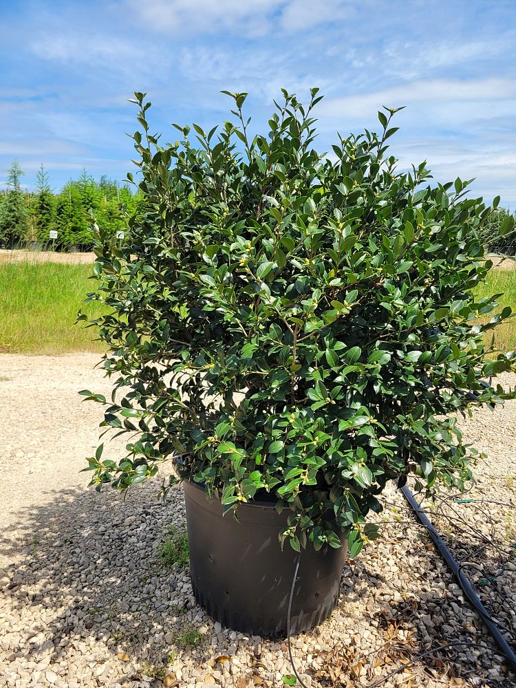 camellia-sasanqua-kanjiro-autumn-camellia