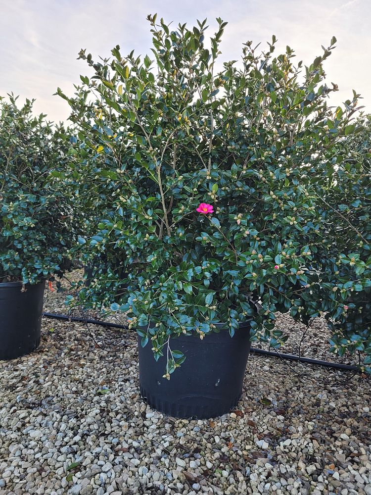 camellia-sasanqua-kanjiro-autumn-camellia