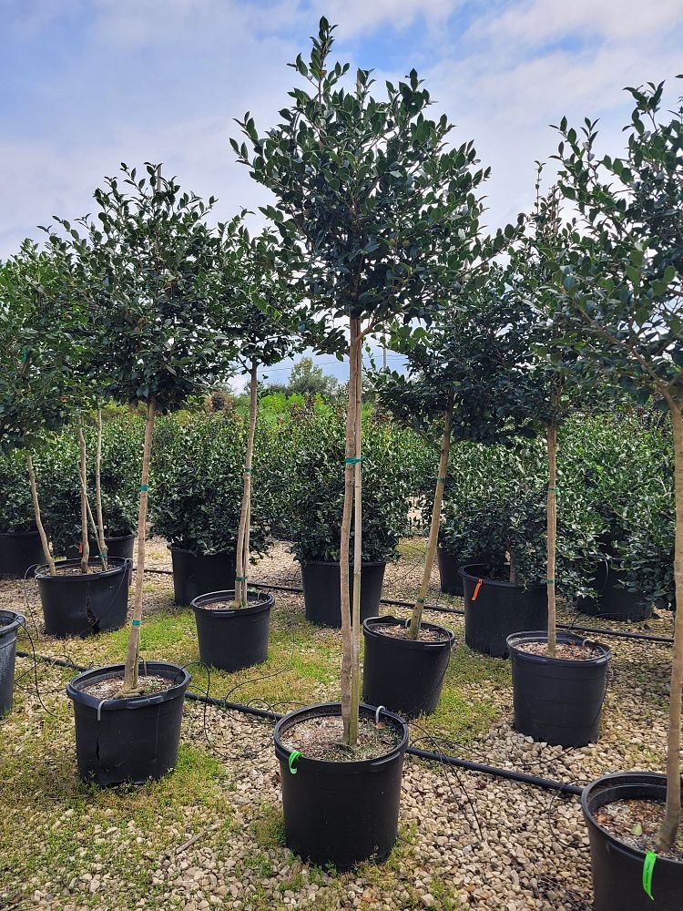 camellia-sasanqua-kanjiro-autumn-camellia