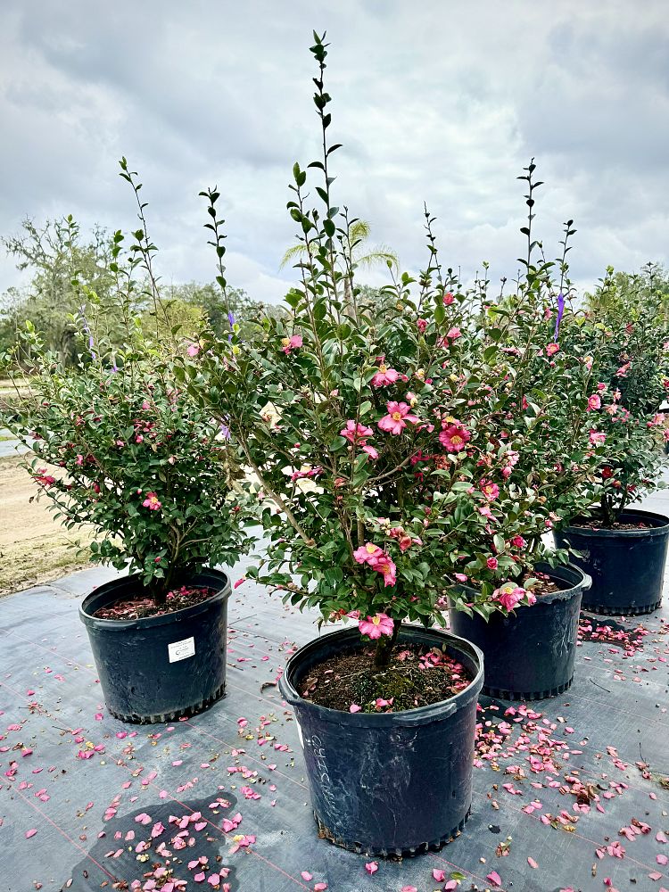 camellia-sasanqua-kanjiro-autumn-camellia