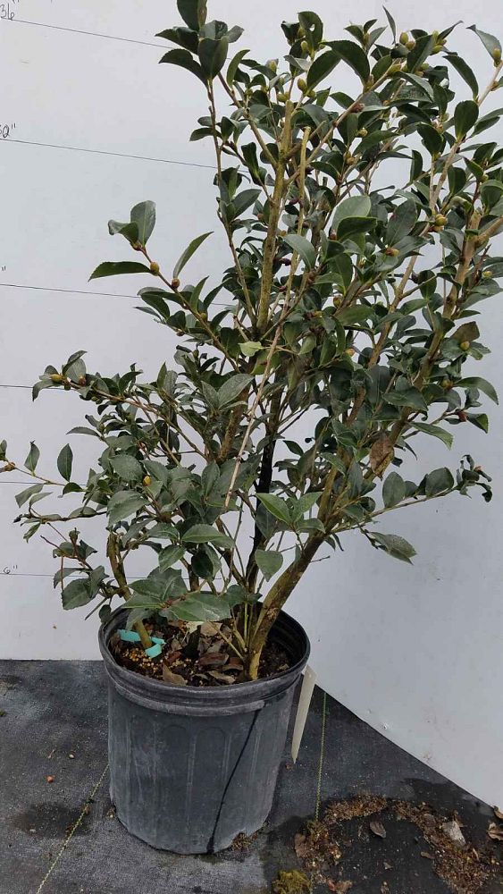 camellia-sasanqua-leslie-anne