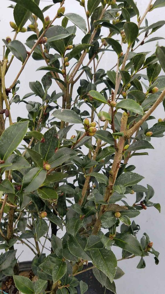 camellia-sasanqua-leslie-anne