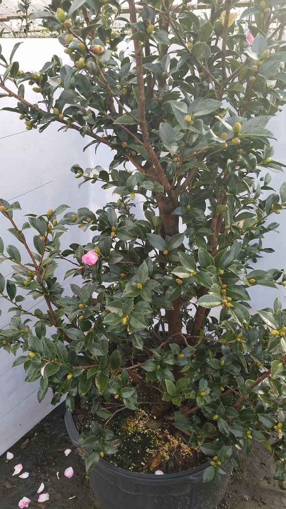 camellia-sasanqua-leslie-anne