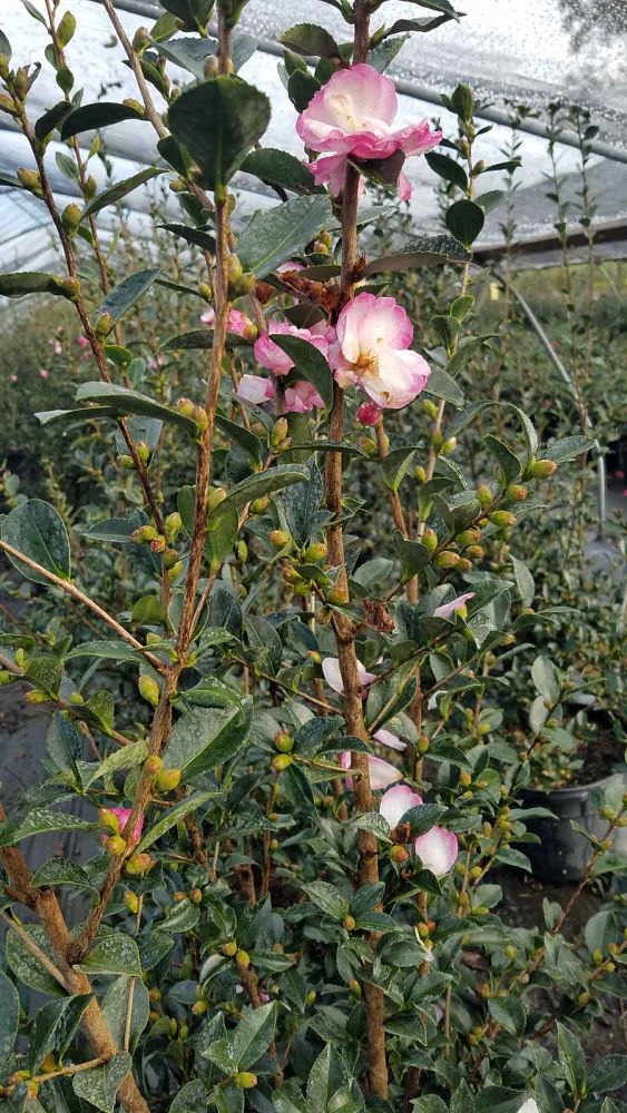 camellia-sasanqua-leslie-anne