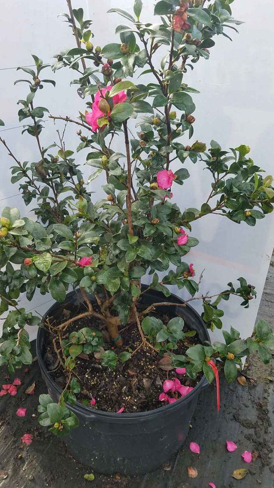 camellia-sasanqua-leslie-anne