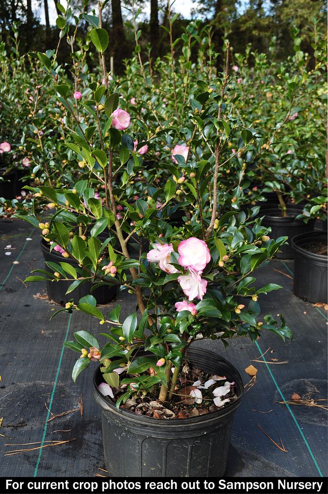 camellia-sasanqua-leslie-anne