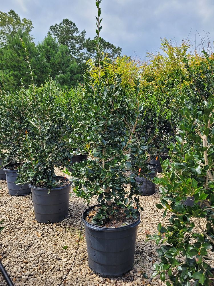 camellia-sasanqua-leslie-anne