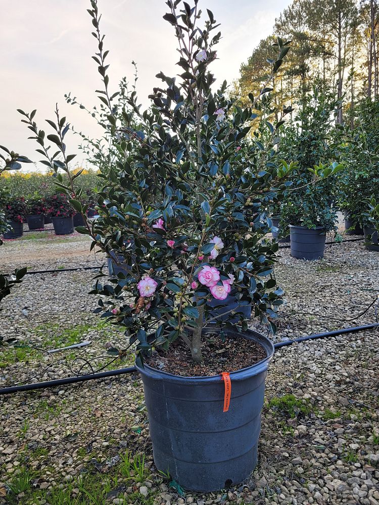 camellia-sasanqua-leslie-anne