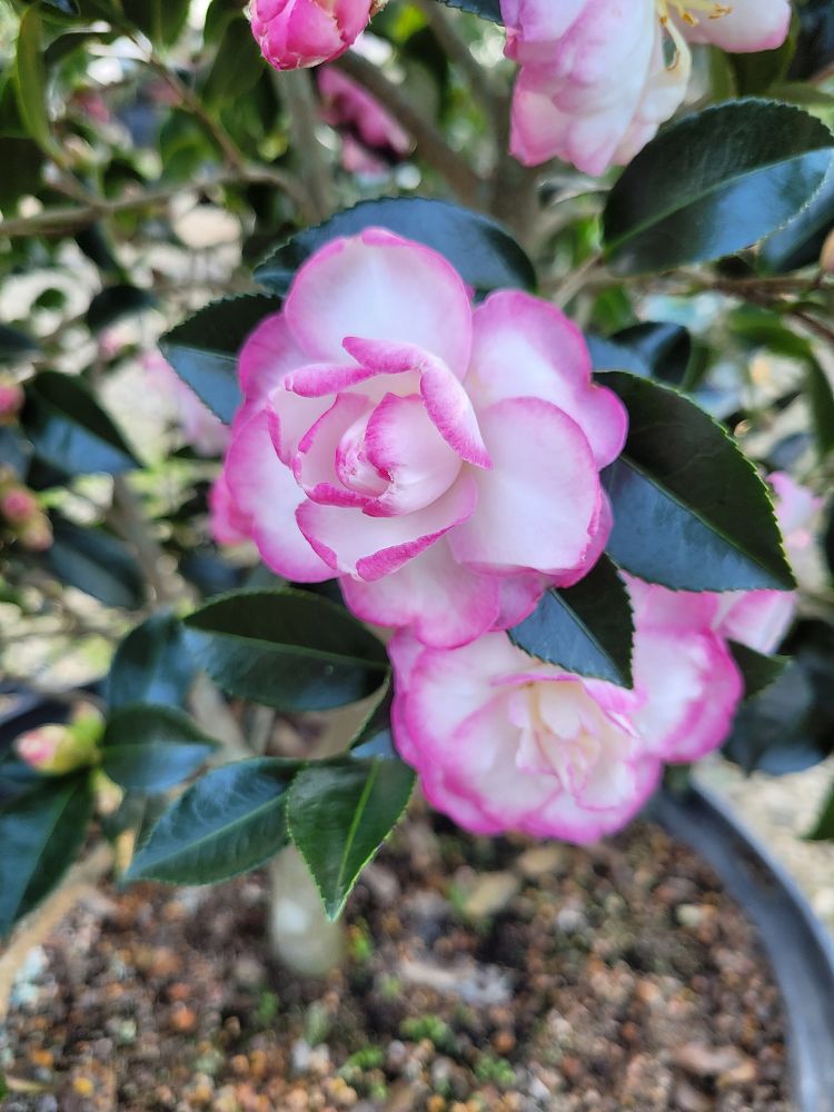 camellia-sasanqua-leslie-anne