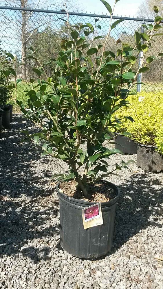 camellia-sasanqua-light-pink-shi-shi-trade-camellia-october-magic-reg-devotion-trade-camellia