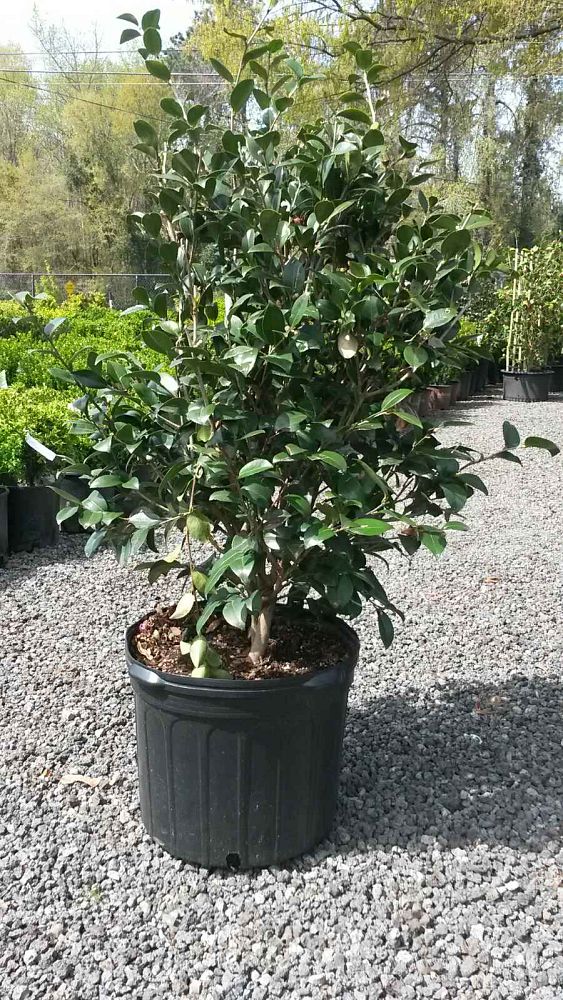 camellia-sasanqua-light-pink-shi-shi-trade-camellia-october-magic-reg-devotion-trade-camellia