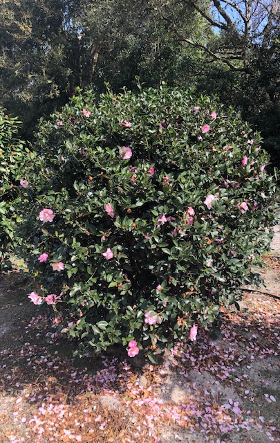 camellia-sasanqua-light-pink-shi-shi-trade-camellia-october-magic-reg-devotion-trade-camellia