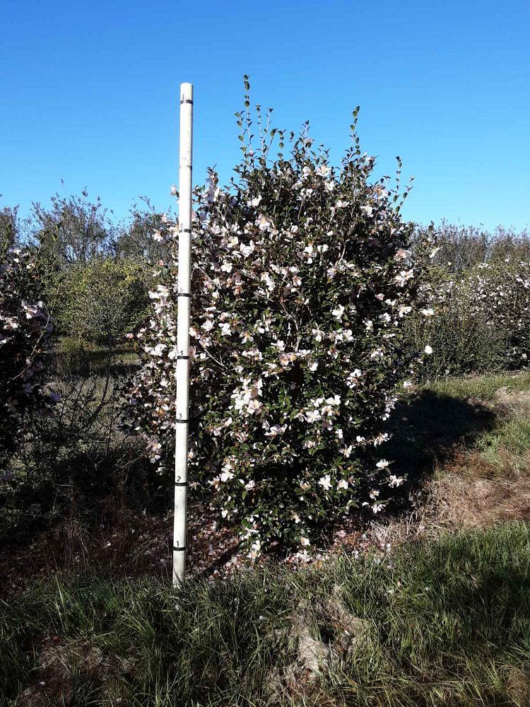 camellia-sasanqua-maiden-blush-autumn-camellia